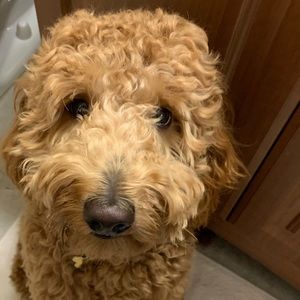 Meet your Posher, Donovan